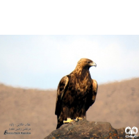 گونه عقاب طلایی Golden Eagle